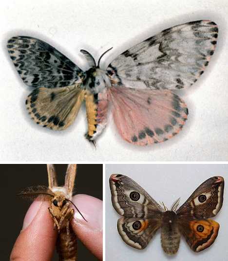 Saturnia pavonia gynandromorph (Internet Image property of respective owner, non-commercial use only)